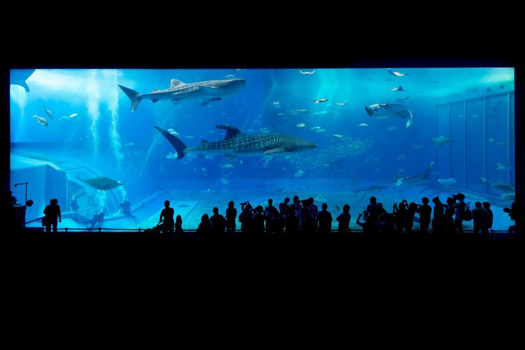virtual museum and aquarium tours to watch from home with your kids